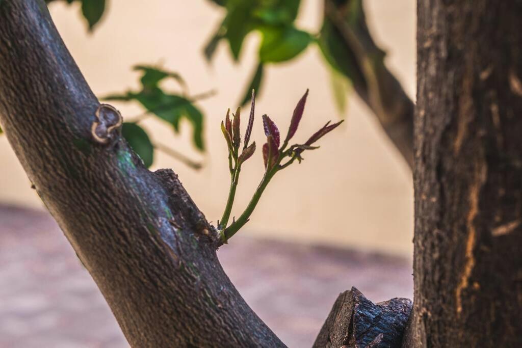 Apartment Lemon Tree *