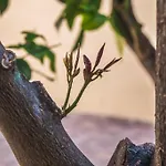 Lemon Tree Home